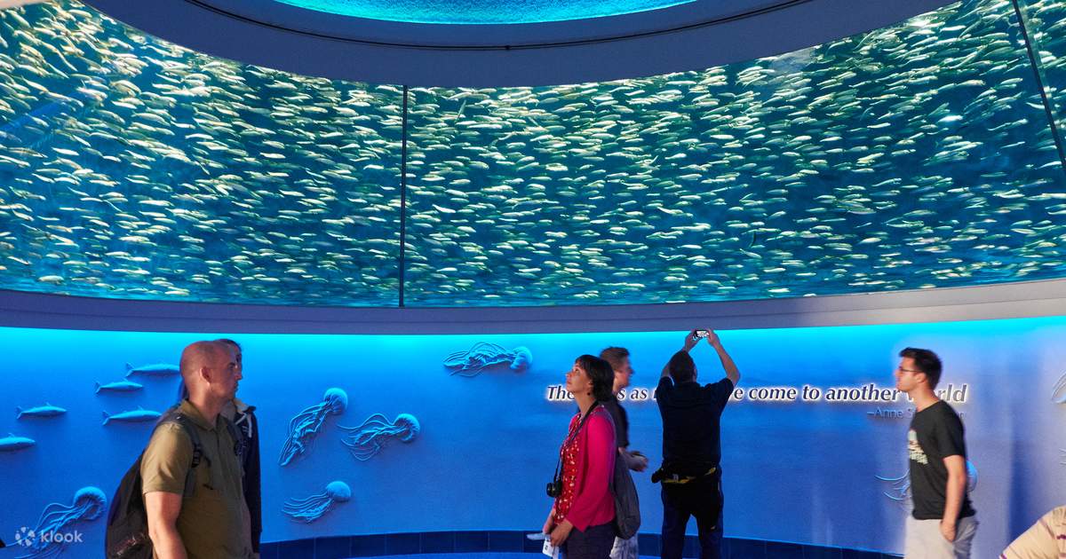 Monterey Bay Aquarium Admission Ticket Klook 客路